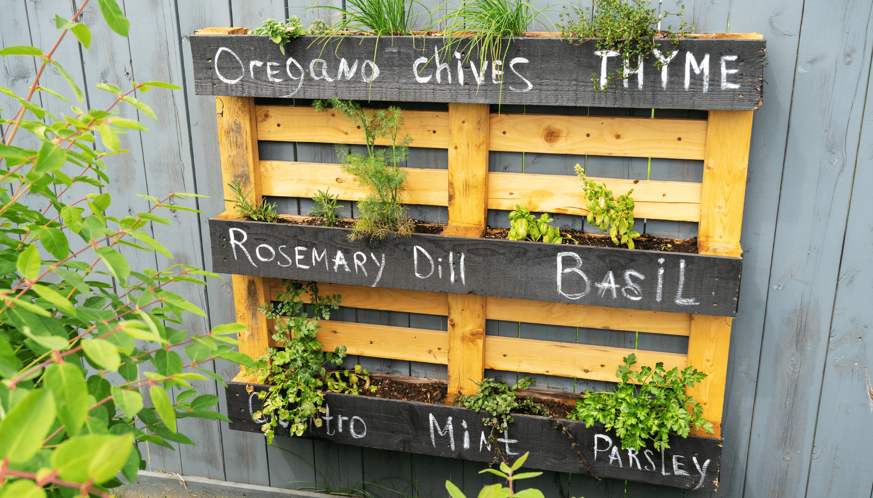 Garden Bed Ideas Container Gardens