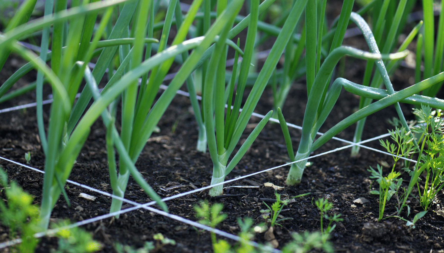 Maximizing Yield In Small Space Raised Bed Gardening