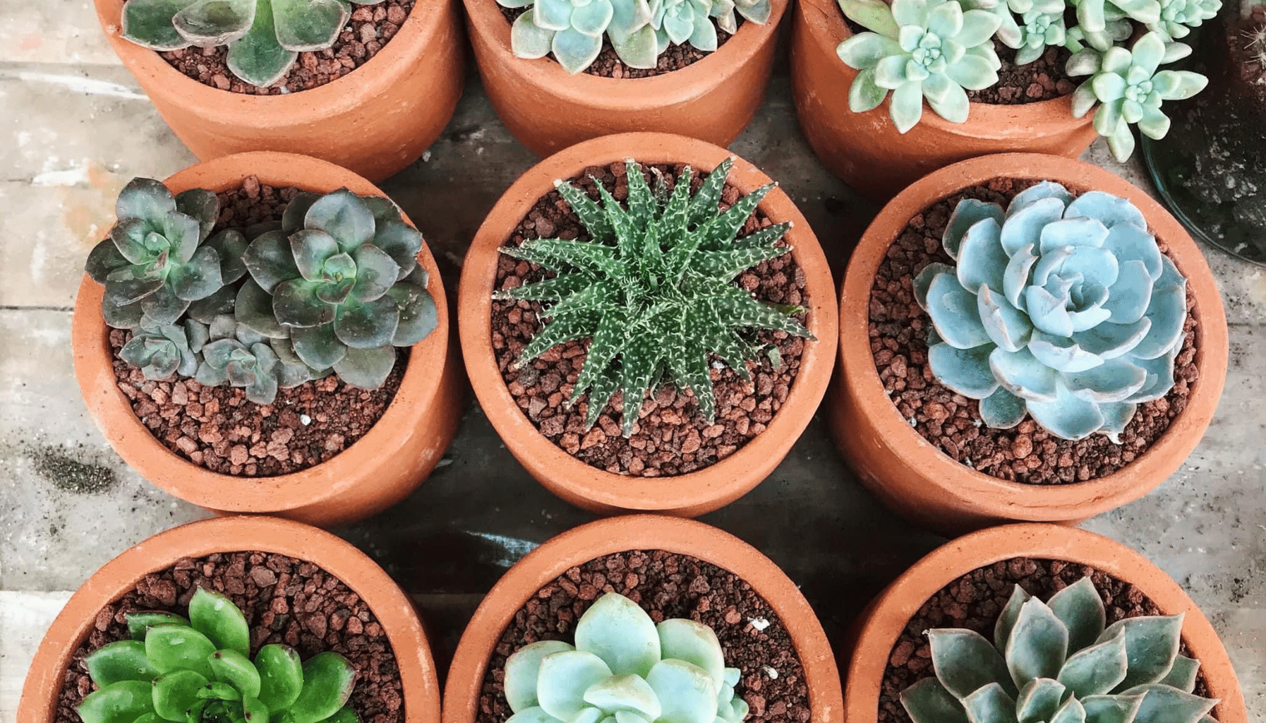 Garden Bed Ideas Succulent Garden